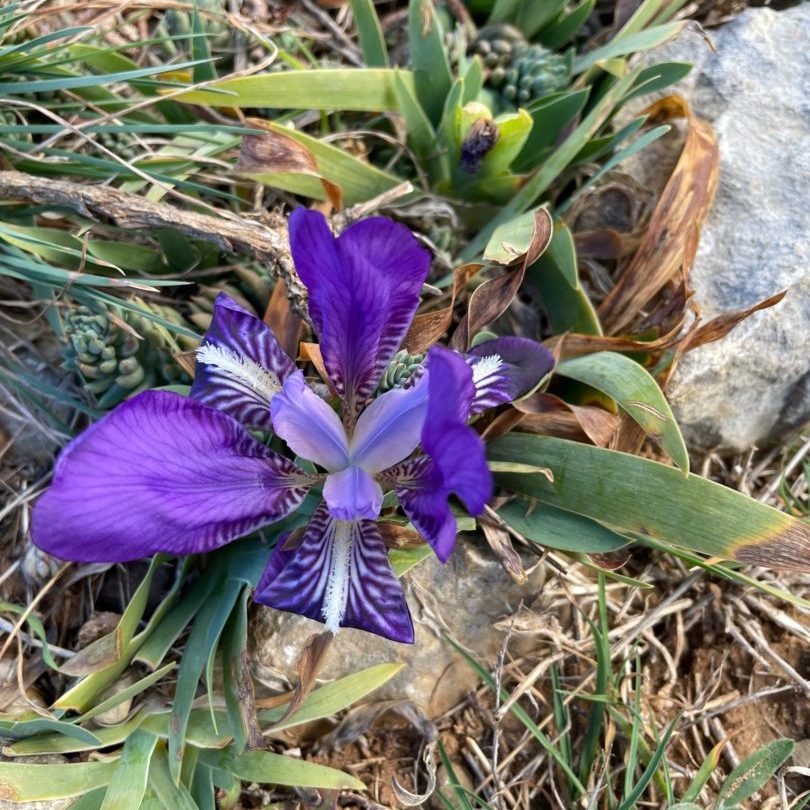 IMG_0209 Iris
