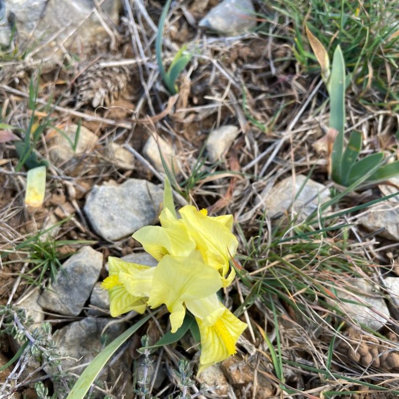 IMG_0210 Iris